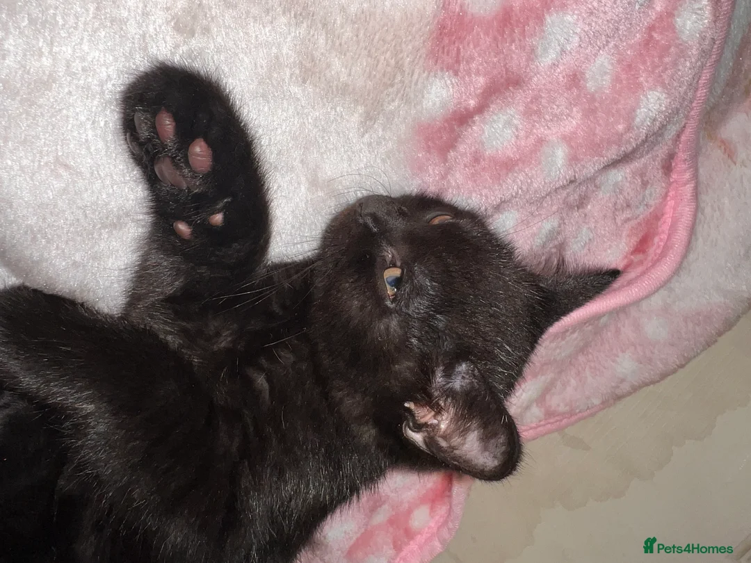 British Shorthair cats for sale: British Shorthair Kittens - Advert 13