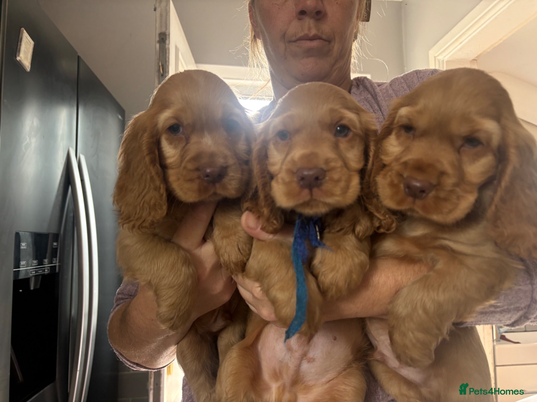 Cocker Spaniel dogs VET CHECKED 💯 Quality show cockers - Advert 2