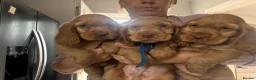 Cocker Spaniel dogs for sale: REDUCED !! only 3 boys left   show cockers - Advert 4