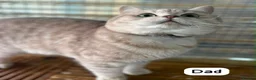 British Shorthair cats for sale: ✨⭐️Beautiful White British shorthair kittens⭐️✨ - Advert 4