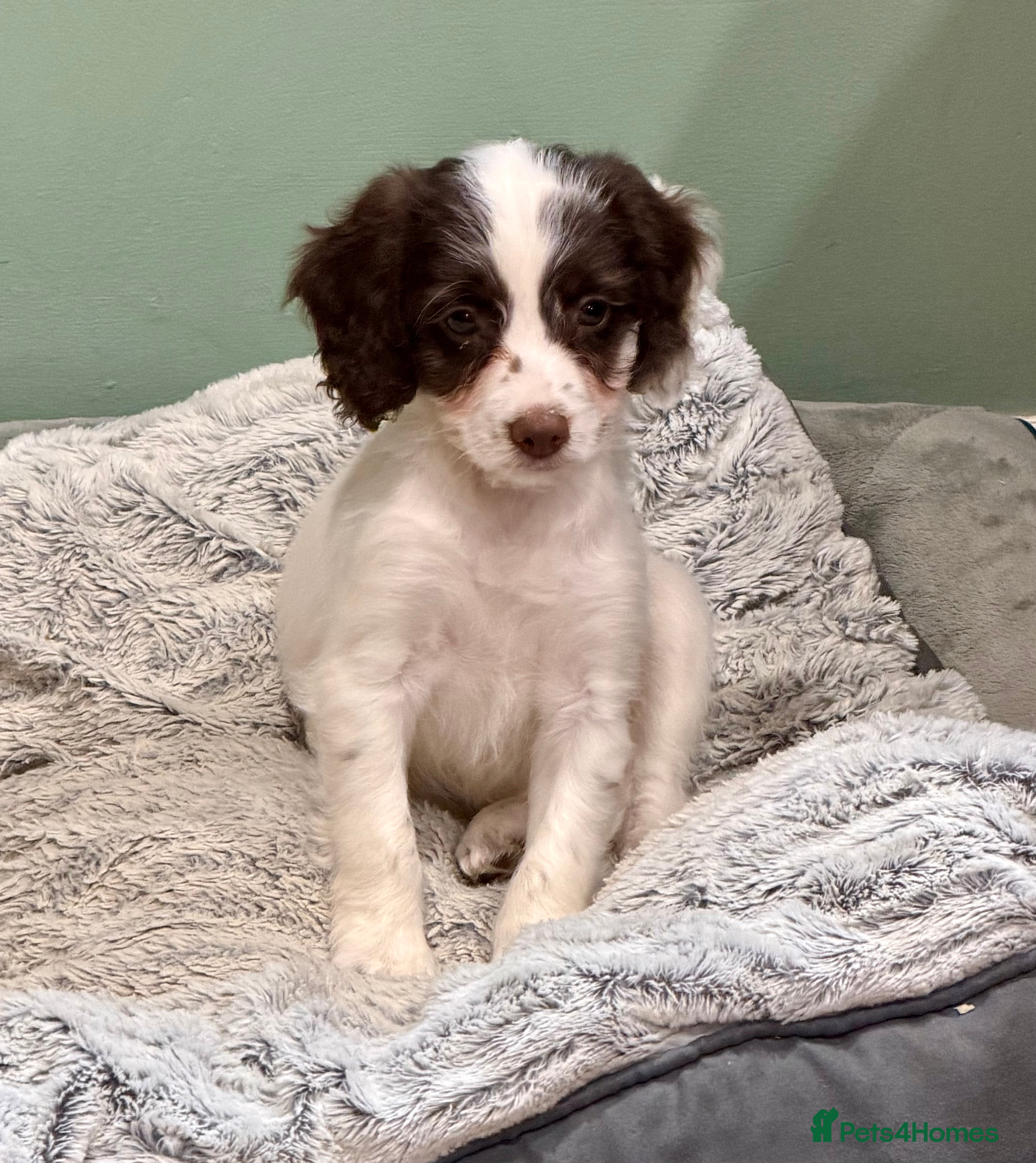 Sproodle dogs Sproodle Puppies from experienced, licensed breedr - Advert 2