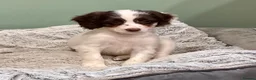 Sproodle dogs for sale: Sproodle Puppies from experienced, licensed breedr - Advert 2