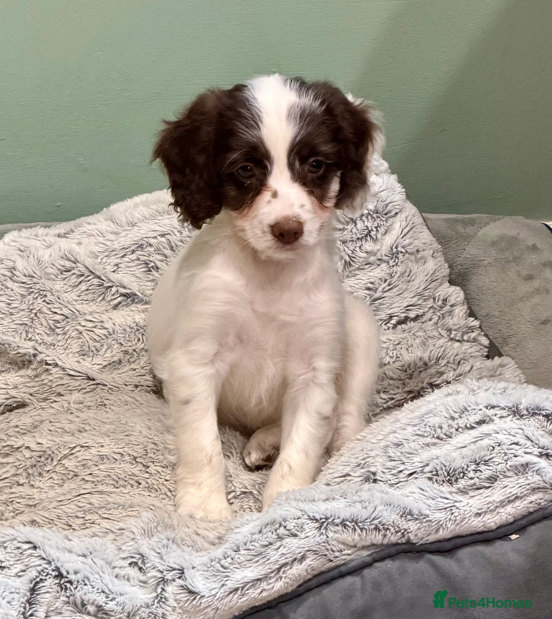 Sproodle dogs for sale: Sproodle Puppies from experienced, licensed breedr - Advert 2