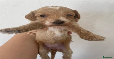 Cockapoo dogs - Advert 8
