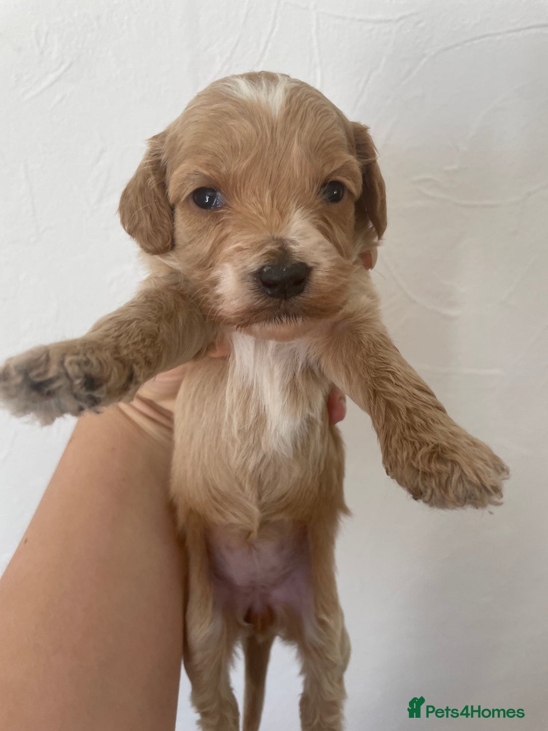 Cockapoo dogs for sale: ⭐️⭐️7 gorgeous toy cockapoo pups F1b ⭐️⭐️🧸 - Image 3