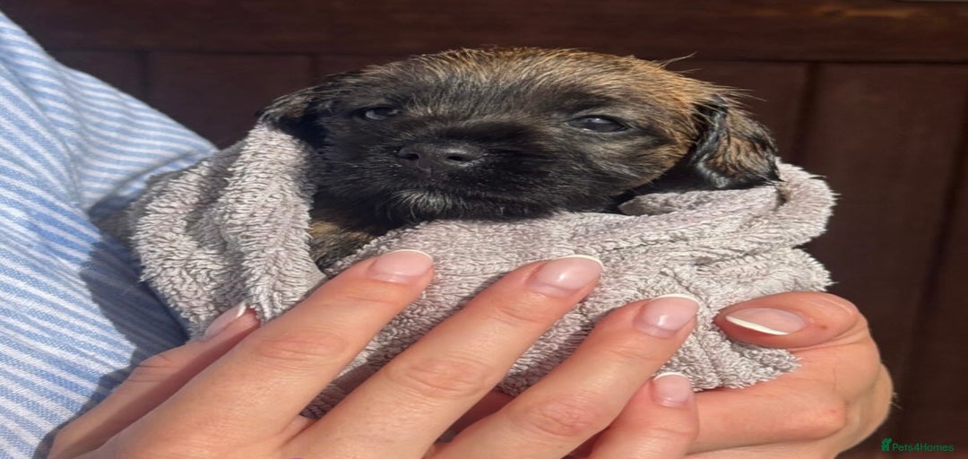 Gallery Image {{count}}