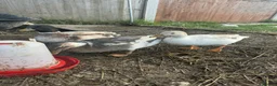 Mixed Breed livestock for sale: Ducks - Advert 1