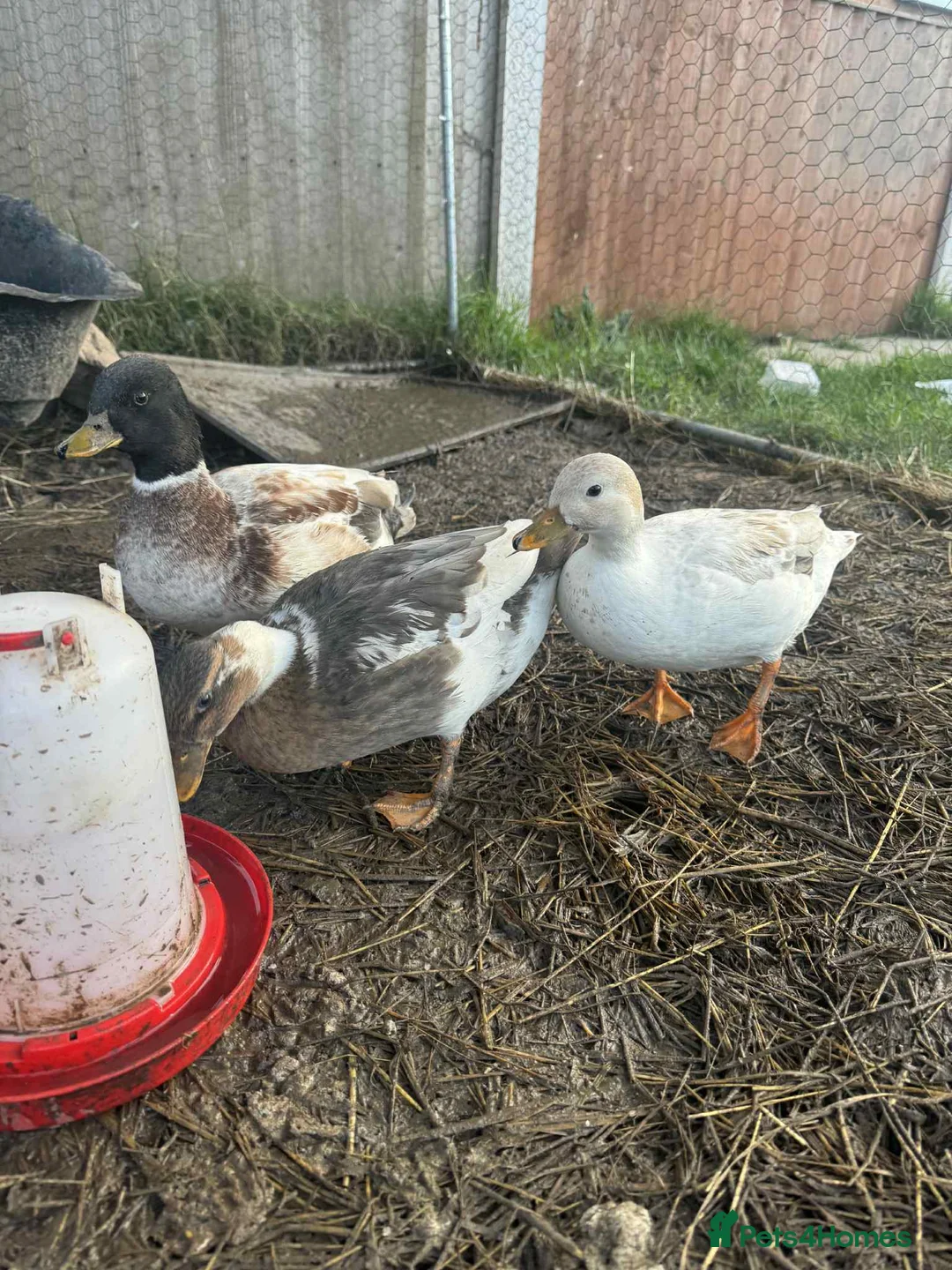 Mixed Breed livestock for sale: Ducks - Advert 1