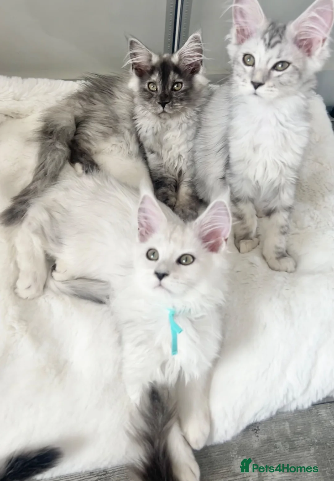 Maine Coon cats for sale: Maine Coon kittens READY TO LEAVE/3girls left - Advert 1