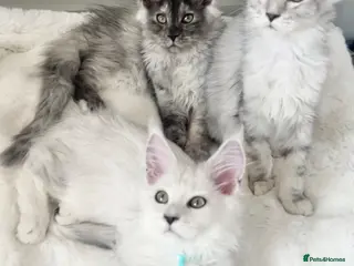 Maine Coon cats Maine Coon kittens - Advert 5