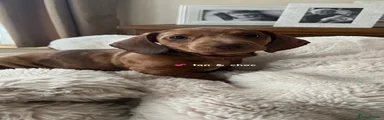 Miniature Dachshund Puppy 2