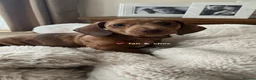 Miniature Dachshund dogs for sale: Dachshund Miniature Dapple - Advert 6