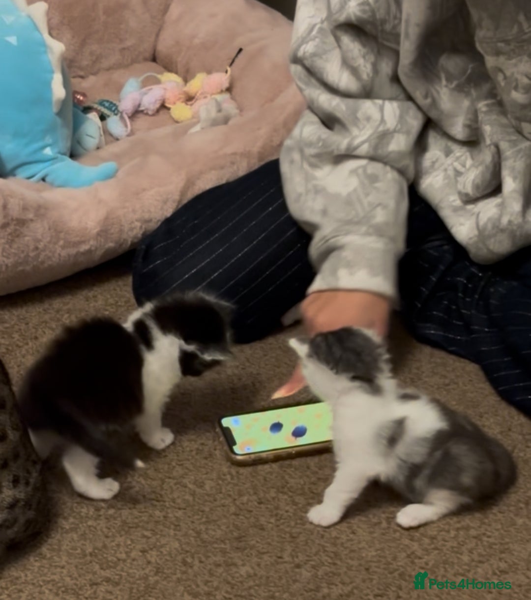 Mixed Breed cats for sale: Bengal ** avannah cross kittens - Advert 4