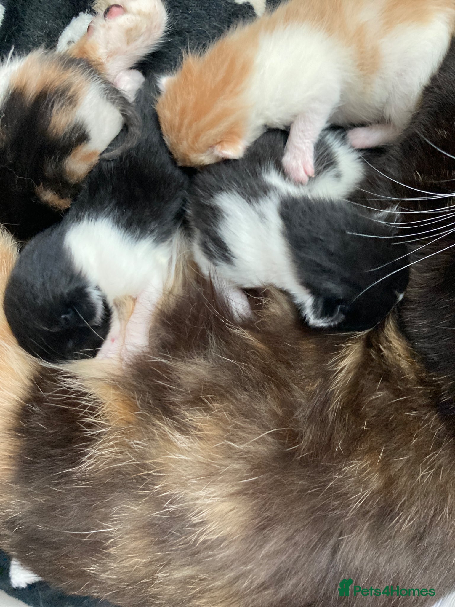 Mixed Breed cats for sale: Kittens looking for forever homes - Advert 6