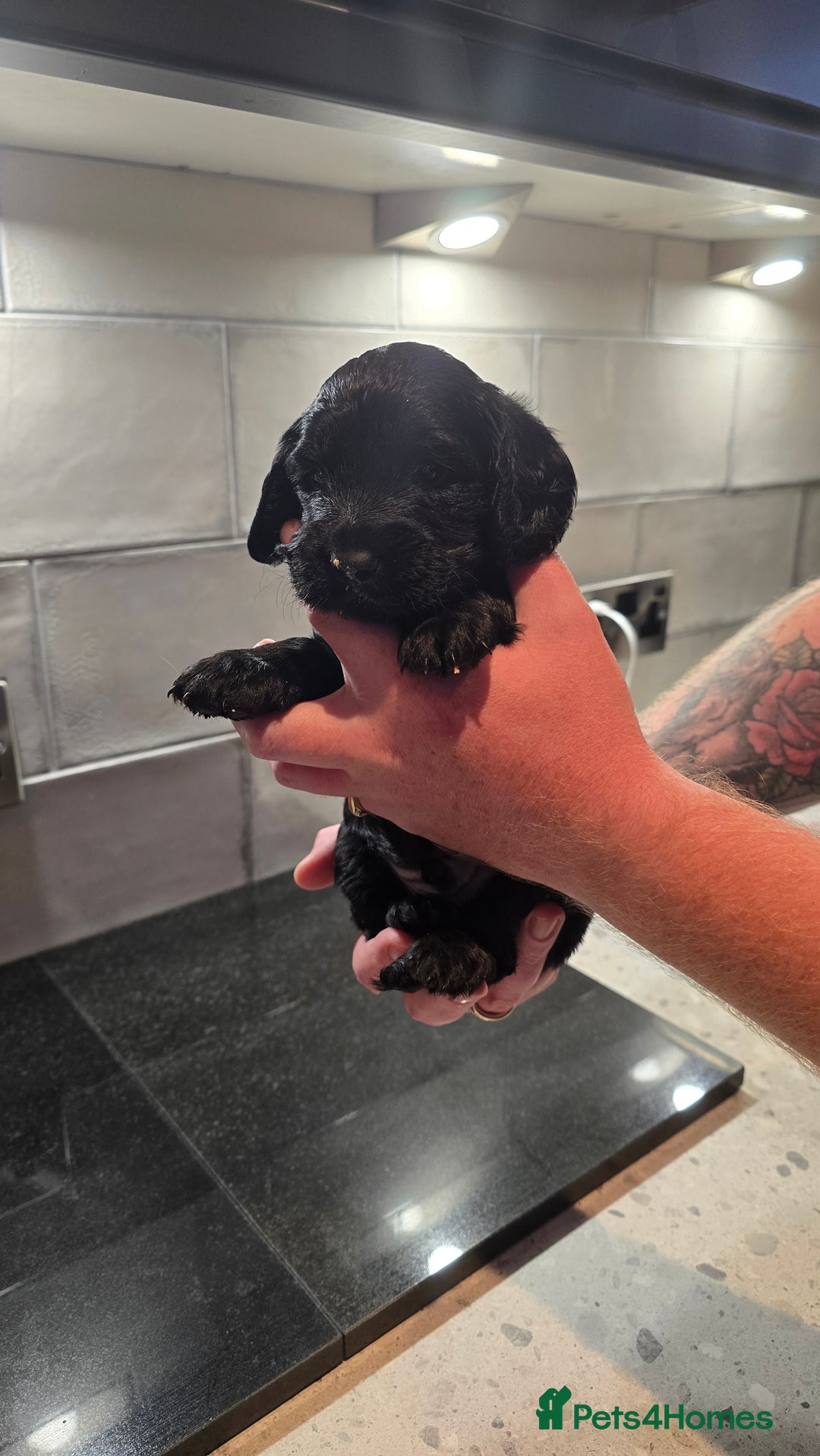Cockapoo dogs for sale: Cockapoo Puppies - Image 8