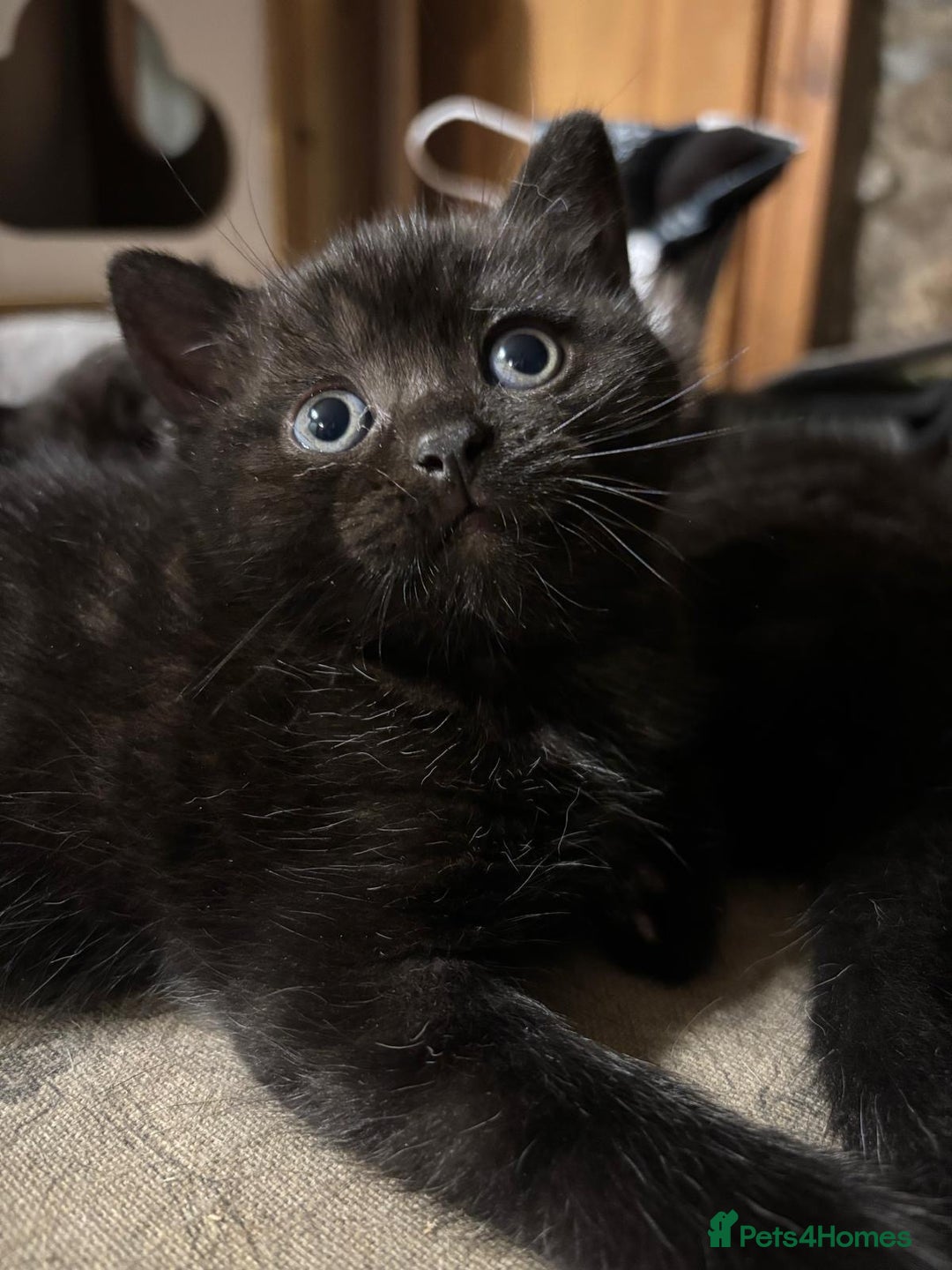 British Shorthair cats for sale: ⭐️Ready 8th Dec⭐️1 left.British Shorthair X Cross - Advert 12