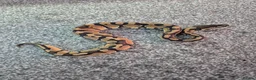 Python Snake reptiles for sale: Juvenile ball pythons  - Advert 3