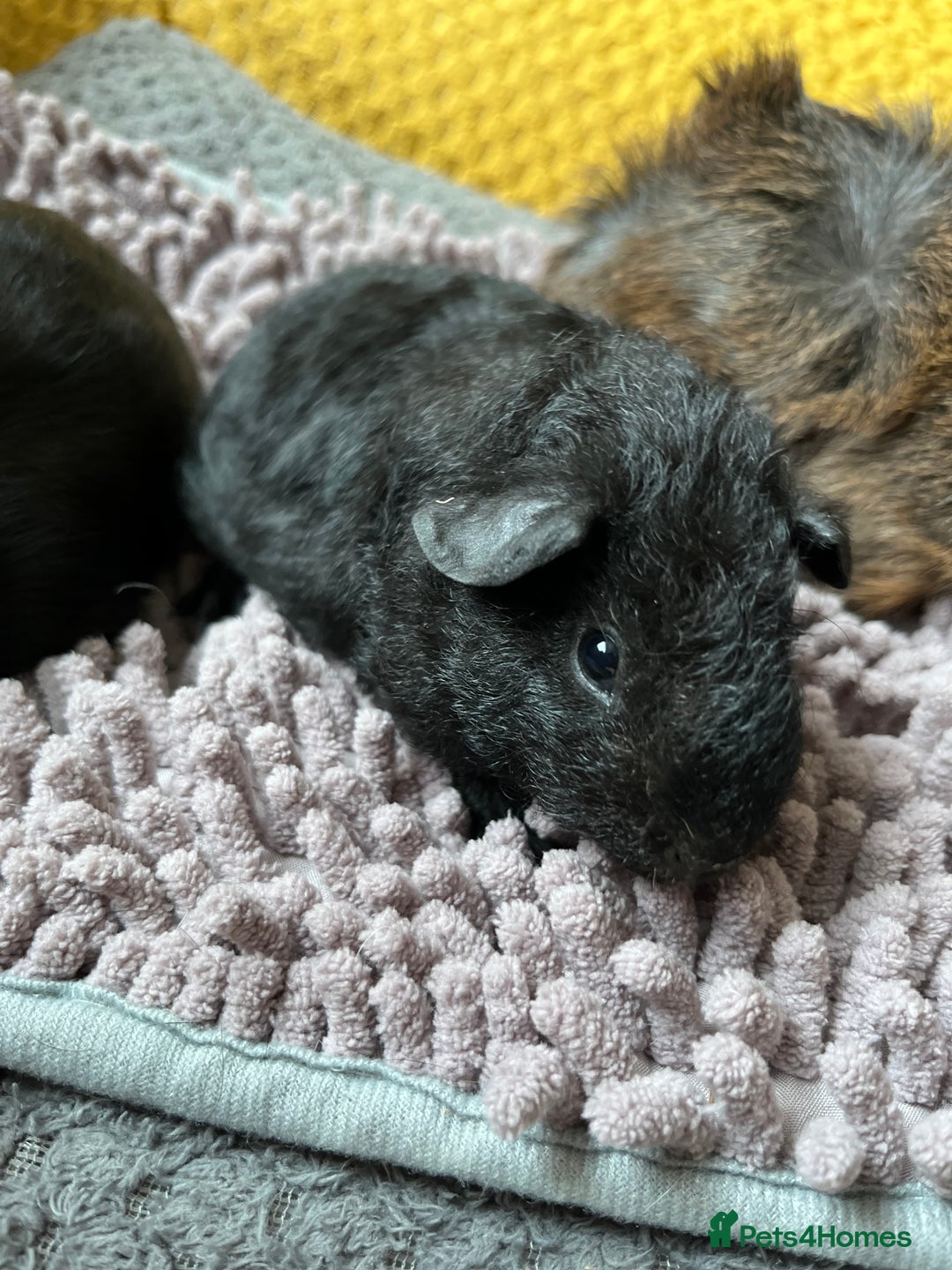 Guinea Pig rodents for sale: 3 x baby boy guinea pigs - Image 3