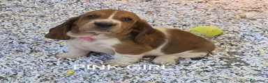 Basset Hound Pink collar 