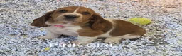 Basset Hound dogs for sale: KC BASSET HOUND PUPPIES FROM HEALTH SCORED PARENTS - Advert 34
