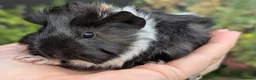 Guinea Pig rodents for sale: Gorgeous Guinea pig pups - Advert 14