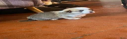 Welsh Corgi Pembroke dogs for sale: Badger needs a home! KC Corgi ready now  - Advert 23