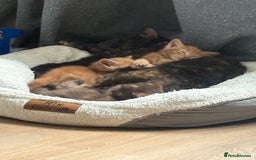 Mixed Breed cats for sale: Beautiful kitten - Image 3