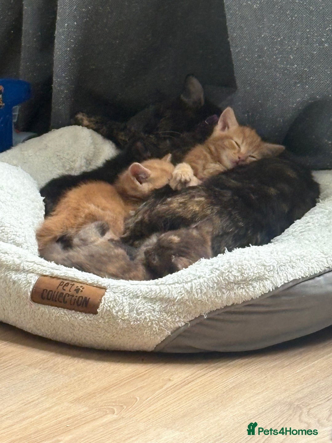 Mixed Breed cats for sale: Beautiful kitten - Image 3