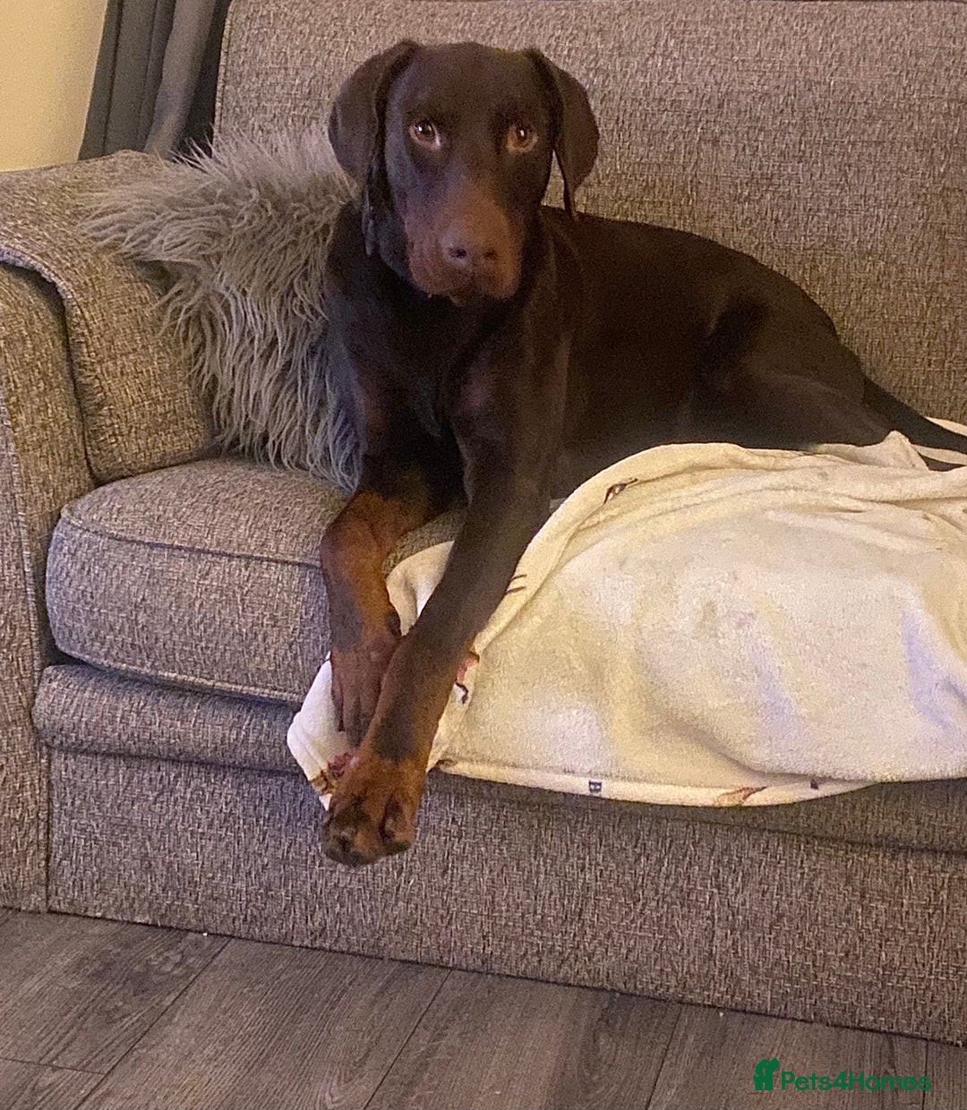 Dobermann dogs for sale: Doberman male  - Advert 3