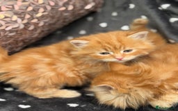 Ragdoll cats for sale: Beautiful Ragdoll cross kittens  - Image 14