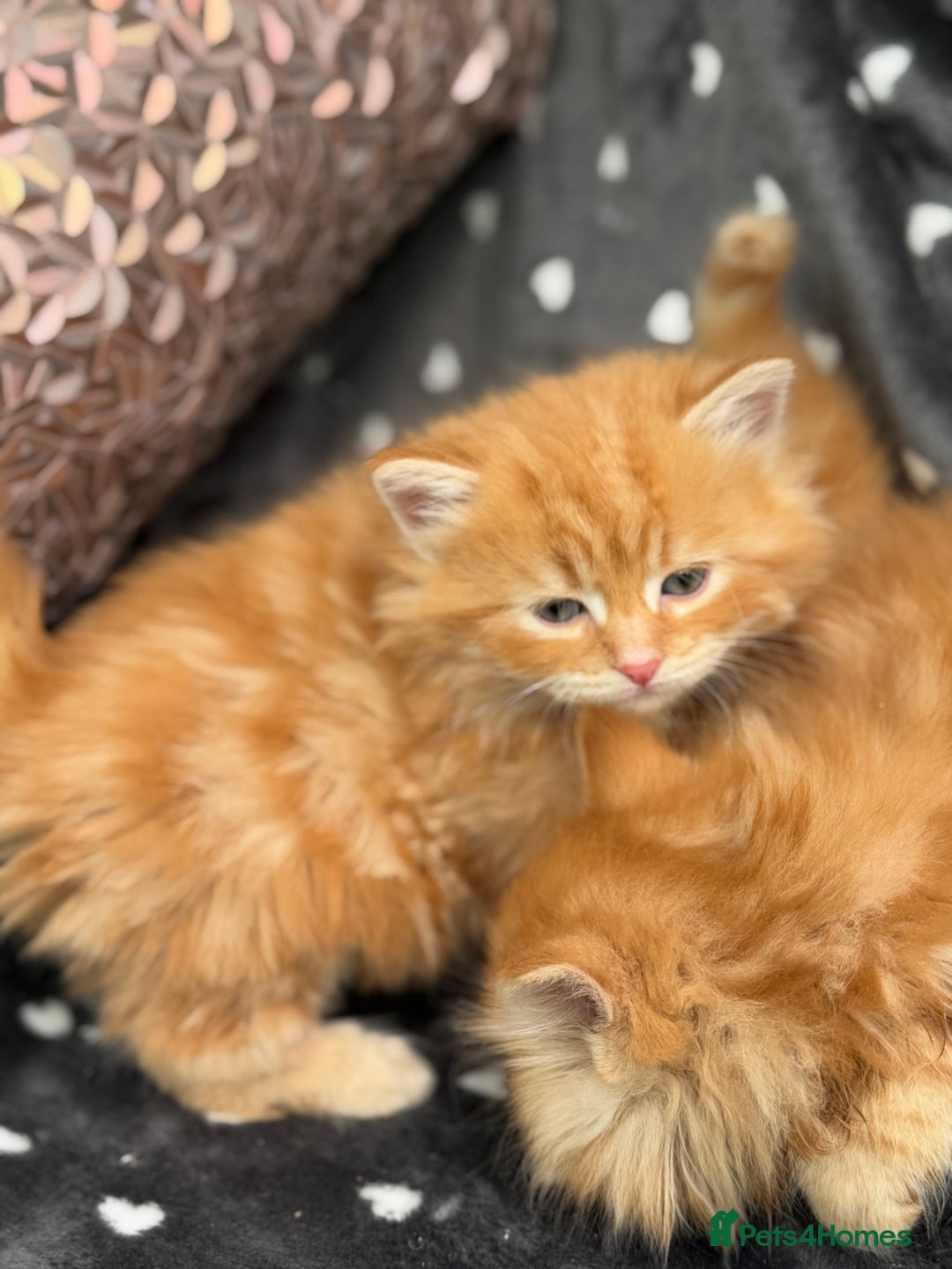 Ragdoll cats for sale: Beautiful Ragdoll cross kittens  - Image 14