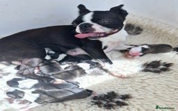 Boston Terrier dogs for sale: Top show quality KC registered Boston pups  - Image 9