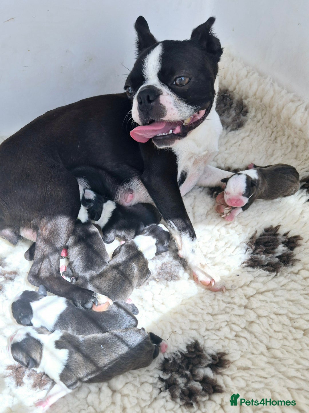 Boston Terrier dogs for sale: Top show quality KC registered Boston pups  - Image 9