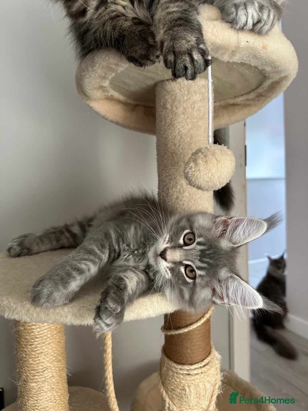 Maine Coon cats for sale: Gorgeous Pure Breed Maine Coon Kittens - Image 22