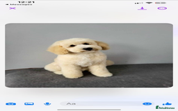 Cavapoochon dogs for sale: Cavapoochon - Image 1