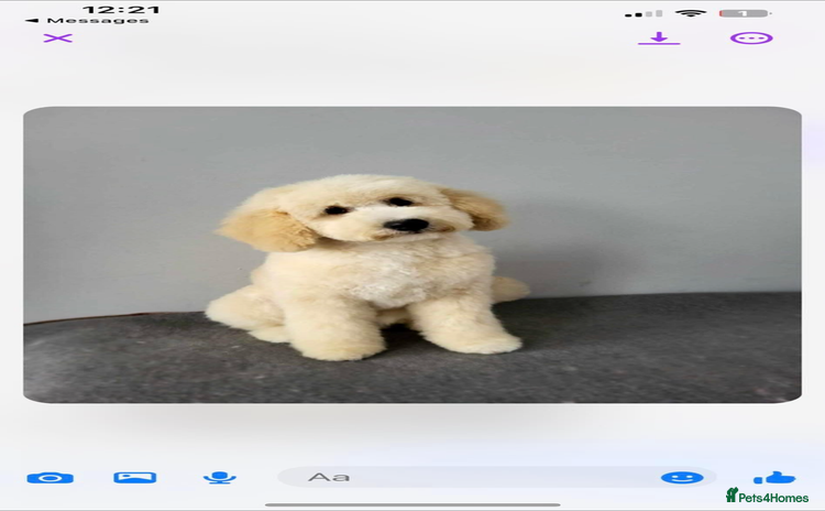 Cavapoochon dogs - Advert 8