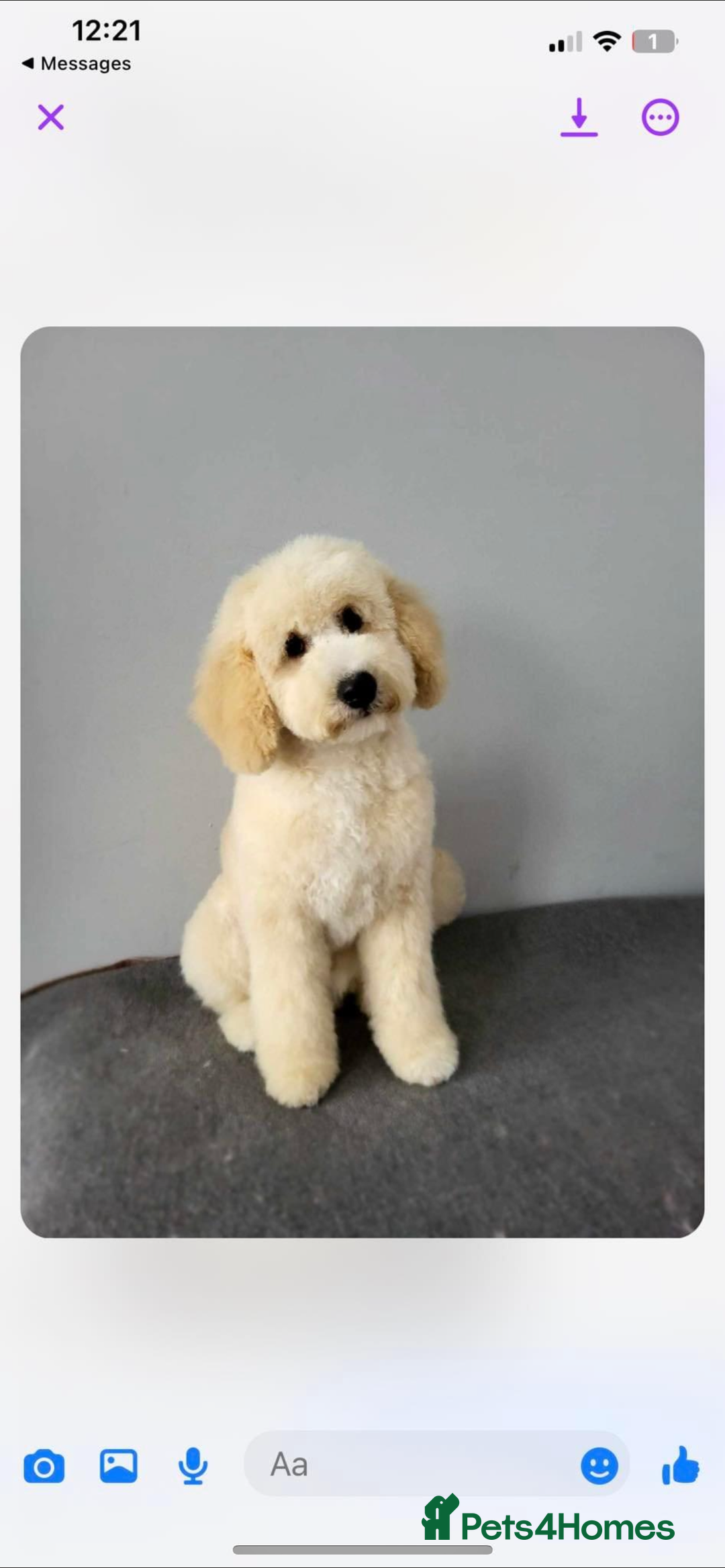 Cavapoochon dogs for sale: Cavapoochon - Image 1