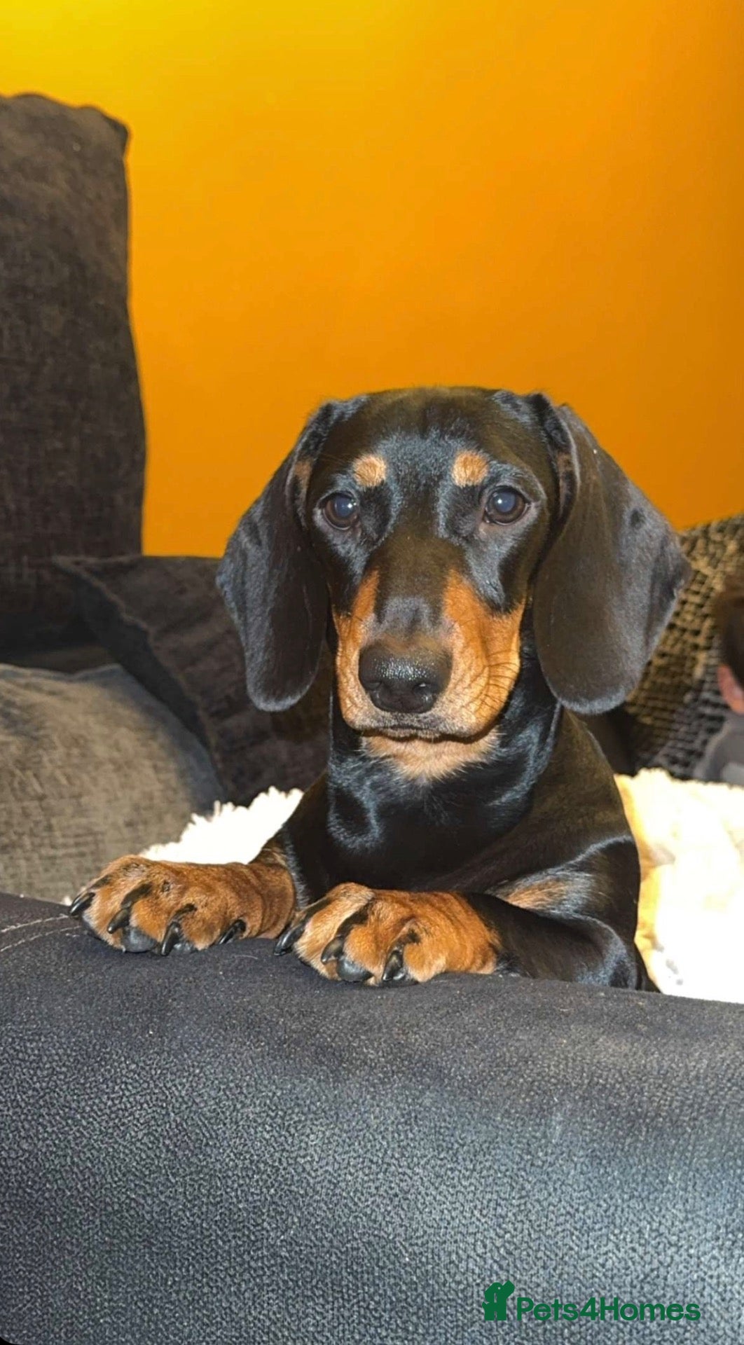 Dachshund dogs for sale: Dachshund puppies  - Advert 22