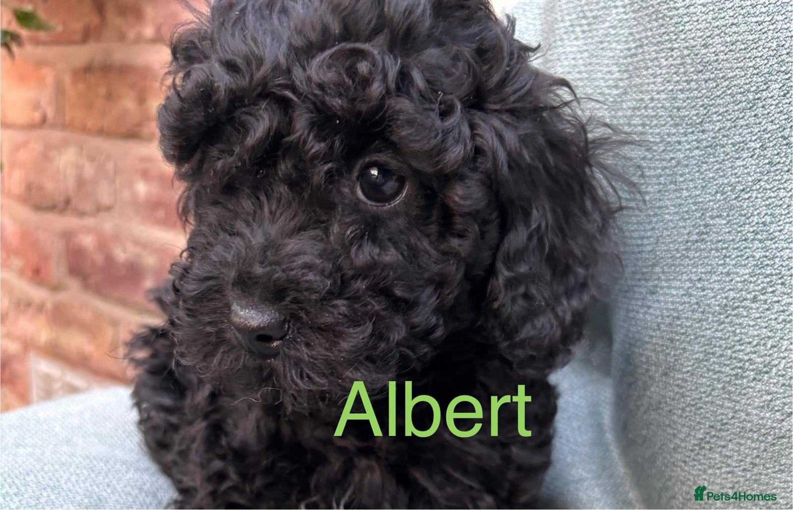 Toy Poodle dogs ADORABLE ALBERT TOY POODLE BOY PUP ready now - Advert 1