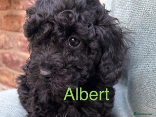 Toy Poodle dogs ADORABLE ALBERT TOY POODLE BOY PUP ready now - Advert 1