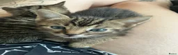Bengal cats for sale: Bengal kittens for sale.  - Advert 9