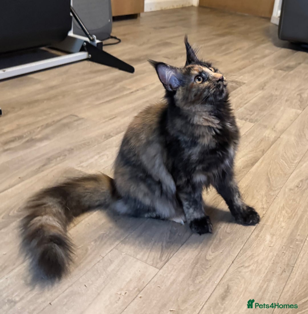 Maine Coon cats for sale: 2 Large Tica Maine Coon Kittens - Image 9