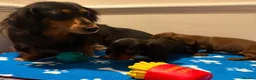 Miniature Dachshund dogs for sale: Pure miniature dachshund pups long and short coat  - Advert 6