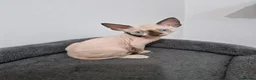 Sphynx cats for sale: Beautifull Tica sphynx kittens - Advert 34