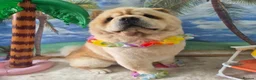Chow Chow dogs for sale: Chow chow in Crewe - Advert 3