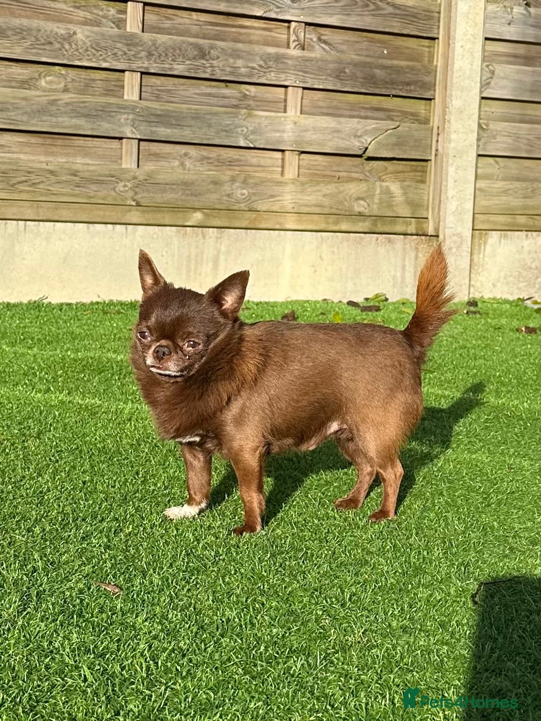 Chihuahua dogs for sale: Male chihuahua kc registered  - Advert 3