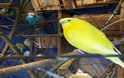 Budgerigars birds for sale: 3 pairs of Budgies  - Advert 2