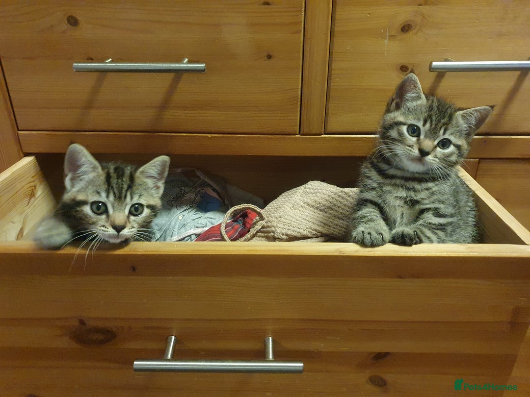 Mixed Breed cats for sale: Playful Tabby Kittens 😸  - Advert 4