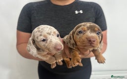 Miniature Dachshund dogs for sale: Adorable litter ready August 22nd ❤️❤️❤️💙  - Image 12