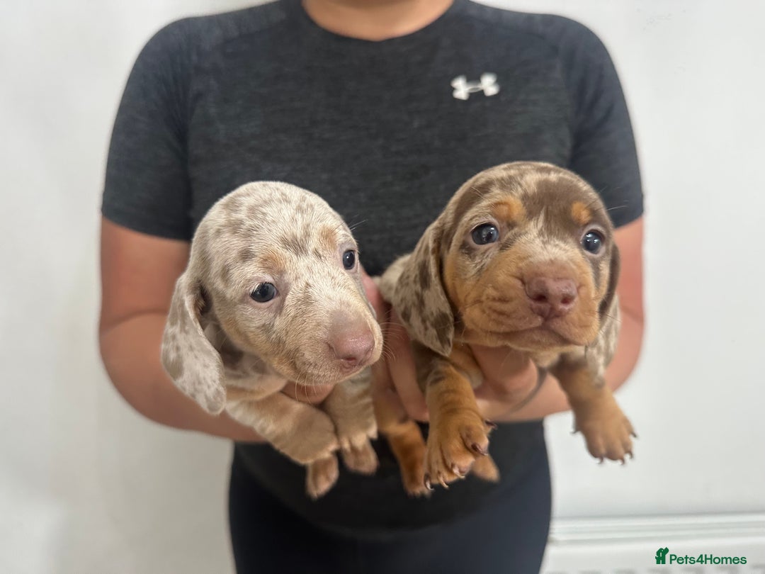 Miniature Dachshund dogs for sale: Adorable litter ready August 22nd ❤️❤️❤️💙  - Image 12